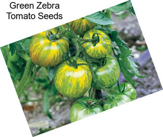 Green Zebra Tomato Seeds