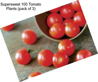 Supersweet 100 Tomato Plants (pack of 3)