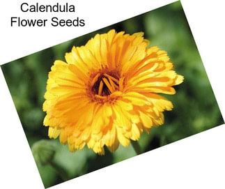 Calendula Flower Seeds