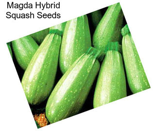 Magda Hybrid Squash Seeds