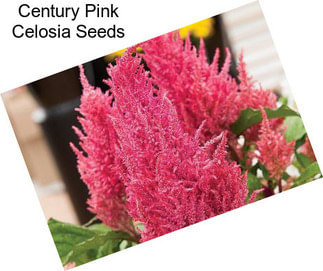 Century Pink Celosia Seeds