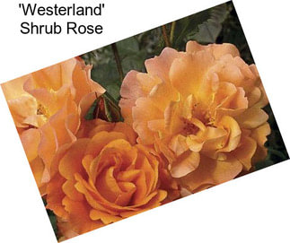 \'Westerland\' Shrub Rose