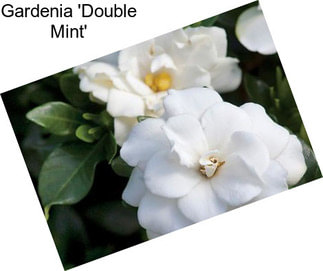 Gardenia \'Double Mint\'