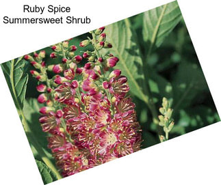Ruby Spice Summersweet Shrub