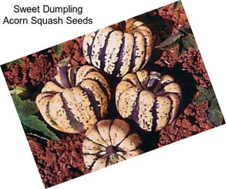 Sweet Dumpling Acorn Squash Seeds