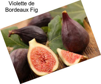 Violette de Bordeaux Fig
