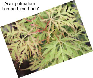 Acer palmatum \'Lemon Lime Lace\'