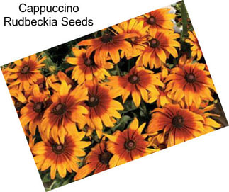 Cappuccino Rudbeckia Seeds