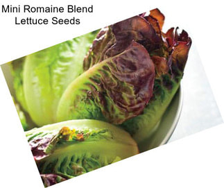 Mini Romaine Blend Lettuce Seeds