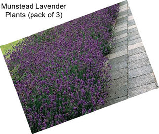 Munstead Lavender Plants (pack of 3)