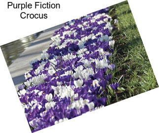 Purple Fiction Crocus