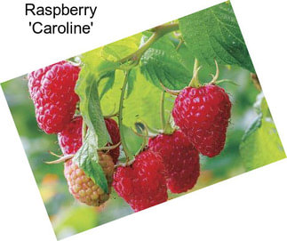 Raspberry \'Caroline\'