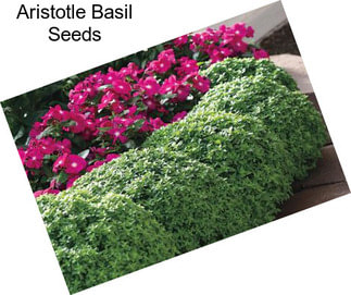 Aristotle Basil Seeds