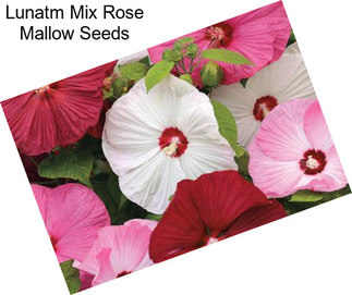 Lunatm Mix Rose Mallow Seeds