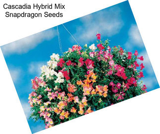 Cascadia Hybrid Mix Snapdragon Seeds