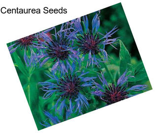Centaurea Seeds
