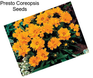 Presto Coreopsis Seeds