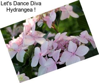Let\'s Dance Diva Hydrangea !