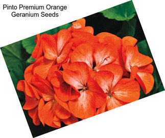 Pinto Premium Orange Geranium Seeds