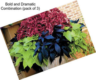 Bold and Dramatic Combination (pack of 3)