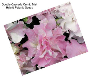Double Cascade Orchid Mist Hybrid Petunia Seeds