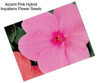 Accent Pink Hybrid Impatiens Flower Seeds