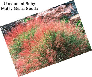 Undaunted Ruby Muhly Grass Seeds