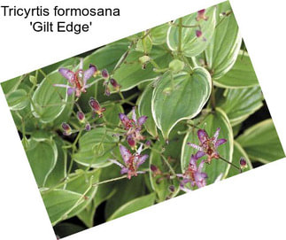 Tricyrtis formosana \'Gilt Edge\'