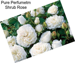 Pure Perfumetm Shrub Rose