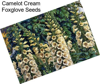 Camelot Cream Foxglove Seeds