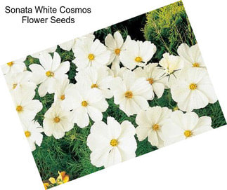 Sonata White Cosmos Flower Seeds