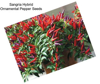 Sangria Hybrid Ornamental Pepper Seeds