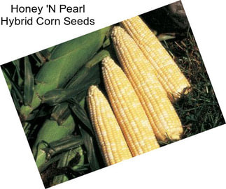 Honey \'N Pearl Hybrid Corn Seeds