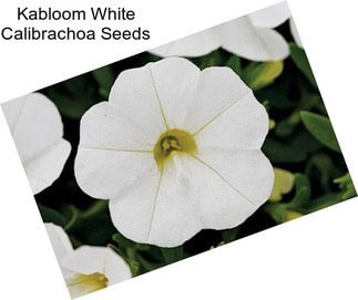 Kabloom White Calibrachoa Seeds