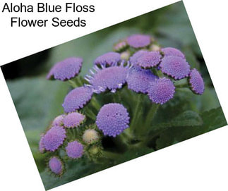 Aloha Blue Floss Flower Seeds