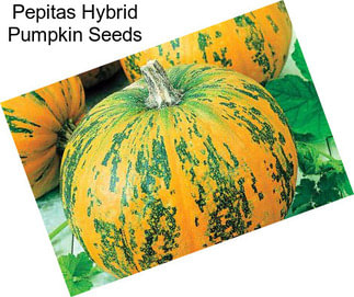 Pepitas Hybrid Pumpkin Seeds