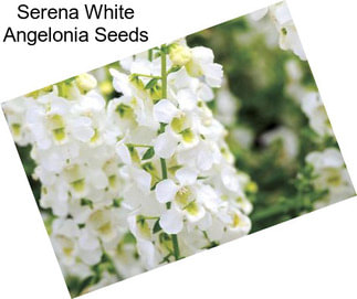 Serena White Angelonia Seeds