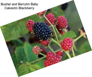 Bushel and Berrytm Baby Cakestm Blackberry
