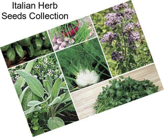 Italian Herb Seeds Collection