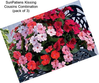 SunPatiens Kissing Cousins Combination (pack of 3)