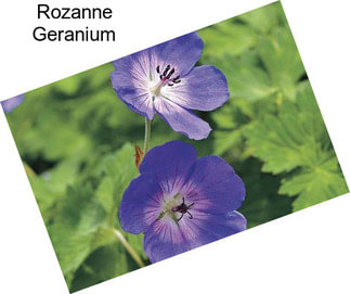 Rozanne Geranium