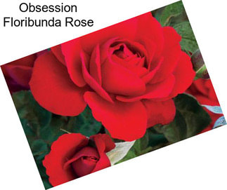 Obsession Floribunda Rose