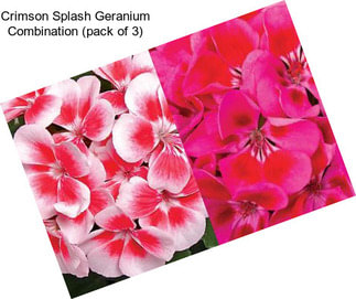Crimson Splash Geranium Combination (pack of 3)