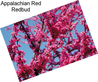 Appalachian Red Redbud