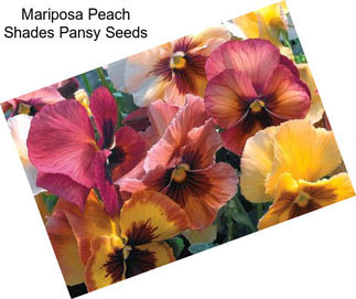 Mariposa Peach Shades Pansy Seeds