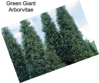 Green Giant Arborvitae