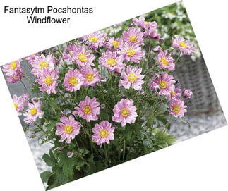 Fantasytm Pocahontas Windflower