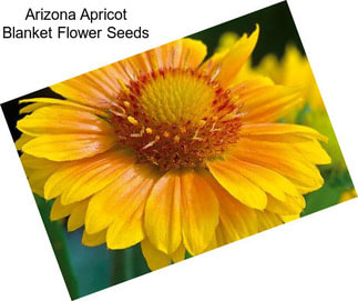 Arizona Apricot Blanket Flower Seeds