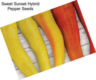 Sweet Sunset Hybrid Pepper Seeds