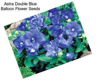 Astra Double Blue Balloon Flower Seeds